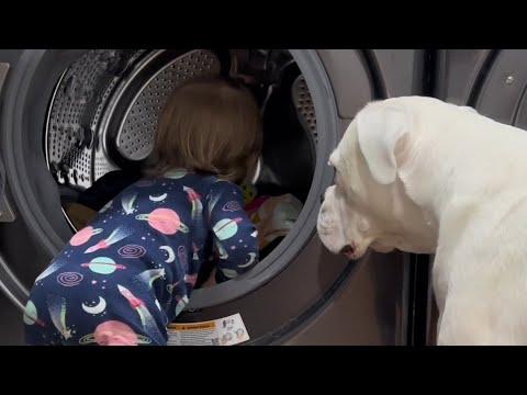 The Dogs and Baby do Chores! - Layla The Boxer #Video