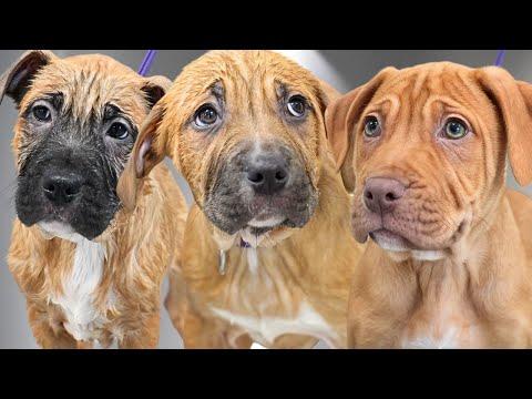 Adorable CHONKY Wrinkly Rescue Bully Puppies #Video