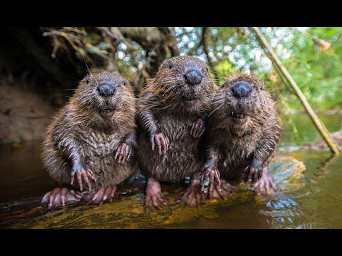 Robotic Spy Beaver Makes Friends With Beaver Family & Little Muskrat too! #Video