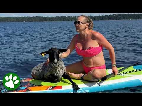 Tiny Lamb Stayed So Brave During Her Rescue #Video