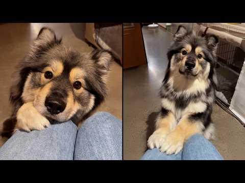 This Dog Knows Exactly How To Get What He Wants #Video