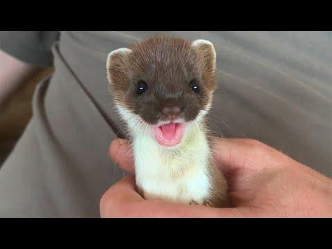 Two Rescued Stoats Journey to Freedom | Rescued & Returned to the Wild | Robert E Fuller #Video