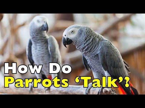 How Do Parrots Talk Without Vocal Cords?