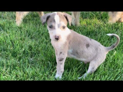 Breeder rejected this puppy because he walks like ballerina #Video