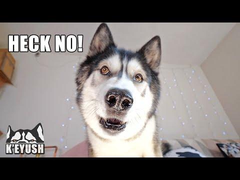 I taught My Husky To Say YES and NO! Nods And Words! #Video