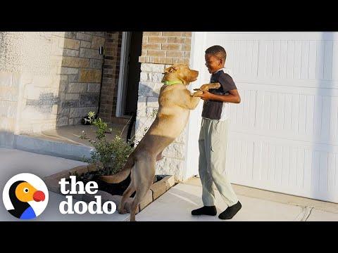 Boy's Biggest Dream Was To Rescue A Pitbull From The Shelter #Video