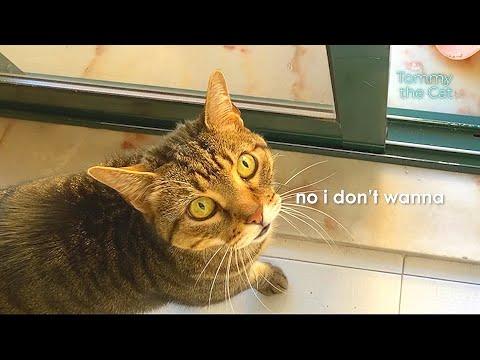 I can't believe my cat is talking back to me! #Video