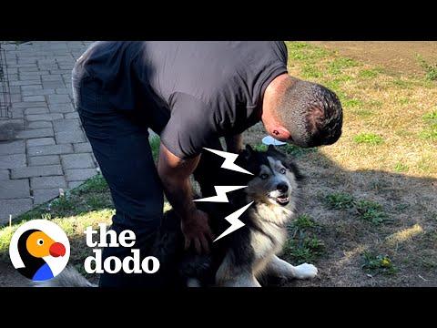 Guy Frees Husky Who’d Never Left His Own Backyard #Video
