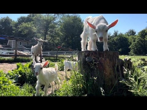 Bouncing baby goats join their herd in the pasture! #Video