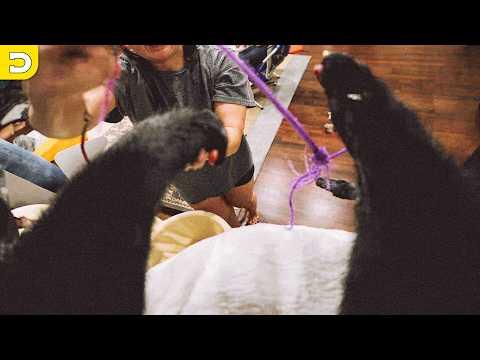 This Is What A Cat Sees | YOUR Daily Dose of Pets #Video