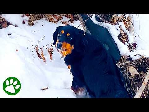 Hero Dogs Lead Family to Rescue Frozen Dog #Videos