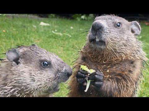 Groundhogs addicted to broccoli have trained a woman to feed them #Video