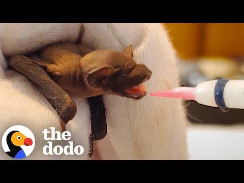 Baby Bat Gets The Cutest Little Milk Mustache #Video