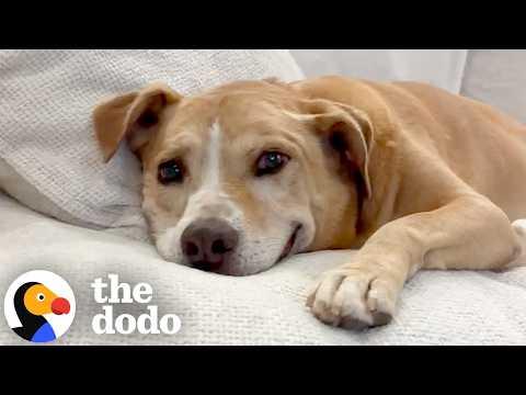 Dog Who Waited Six Years For A Home CANNOT Stop Smiling #Video