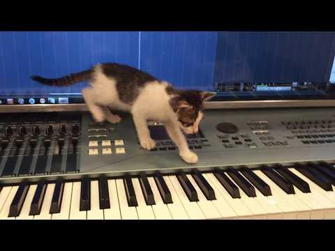 Cat Composing Horror Music #Video