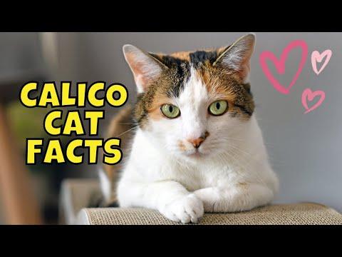 10 Amazing Facts About Calico Cats #Video