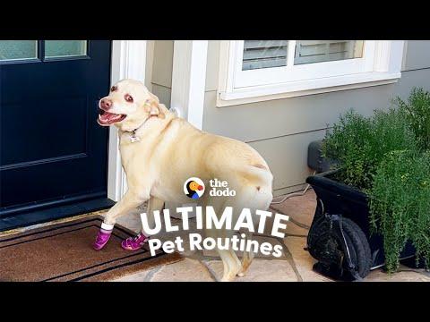 The Labrador Cannot Go One Day Without Seeing Her Best Friend