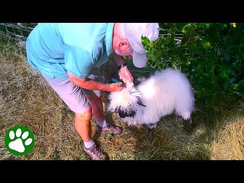 Kind hikers rescue sheep stuck in bush #Video