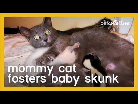Mommy Cat Fosters Baby Skunk Video