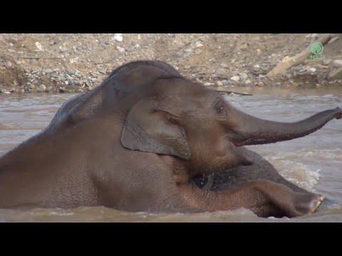 Mother Protect Baby Jai Dee While She Enjoy Swimming In The River - ElephantNews #Video