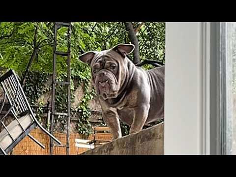 People are obsessed with dog that looks like mythological creature #Video