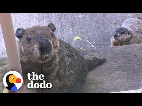 Groundhog Brings His Son To Visit His Human Best Friend #Video