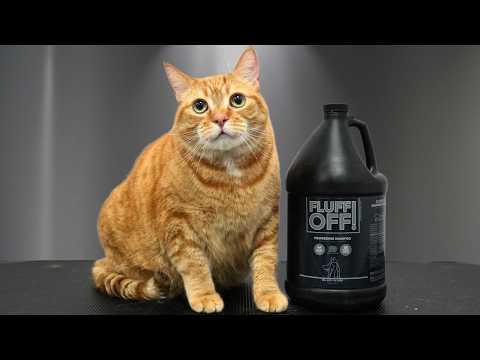 Today I Groomed an Industrial-Sized Orange #Video