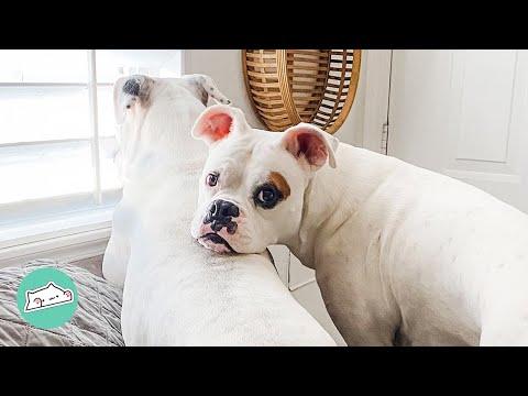Deaf Rescue Boxer Finds a Friend and Comfort #Video
