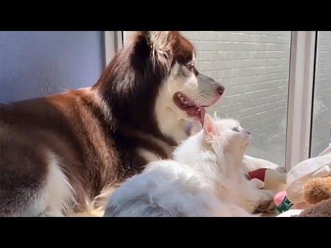 Fluffy Malamute and Cat Are Friends For Life Video