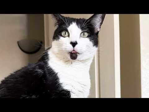 This Rescued Cat Checks Every Morning To See if I’m Really Working #Video