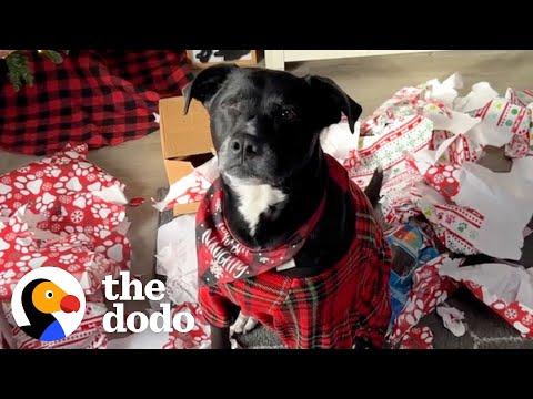 Pittie Obsessed With Santa Gets The Ultimate Surprise #Video