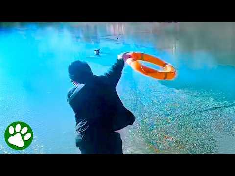 Quick-Thinking Stranger Uses Lifebuoy to Save Dog #Video