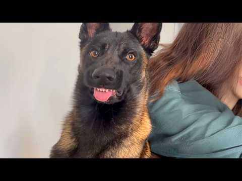 You’ve seen tough Malinois, but you’ve NEVER seen one THIS Cute #Video