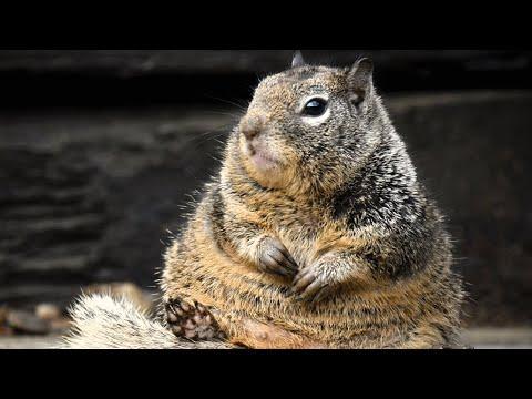 Wild squirrel forms unusual relationship with a human #Video