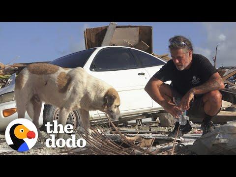 Guy Uses Drones To Rescue Animals From Disasters Video