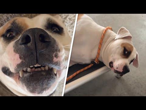 Deaf dog has not known happiness or love. This woman wants to change that. #Video