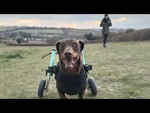 Paralyzed dog discovers amazing human invention called wheelchair #Video