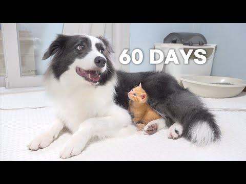 Rescued 0.3-Pound Kitten Grows Up Believing He’s a Big Dog | Day 1 to 60 #Video