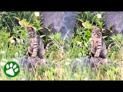 Woman spots abandoned kitten playing with flower #Video