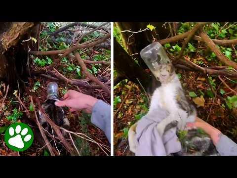 Distressed Kitten Trapped in Jar Gets Saved by Brave Rescuers #Video