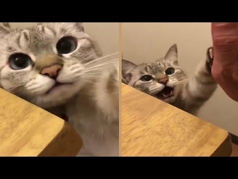 Cat High Five Then Meow. Cutest Cat High Five Ever Video!