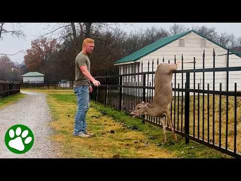 Brave Young Man Saves Deer From Fence #Video