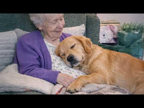 These Dogs Realize Grandma’s House Is Basically Paradise #Video