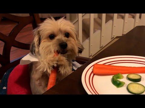 5 Human Foods Toxic To Your Dog | Pet Pointers #video