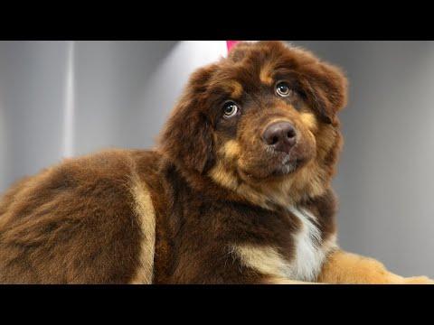 The Puppy Who Protested… With Whimpers and Naps #Video