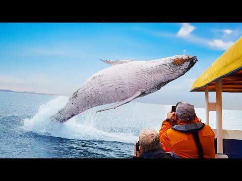 Craziest Animal Encounters of All Time | Your Daily Dose Of Internet #Video