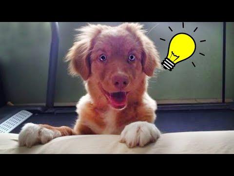 When your dog is smarter than you think - Funny Dog Videos