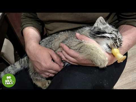 This Rescued Wild Pallas Cat Was Raised Like a Kitten — Until She Changed #Video
