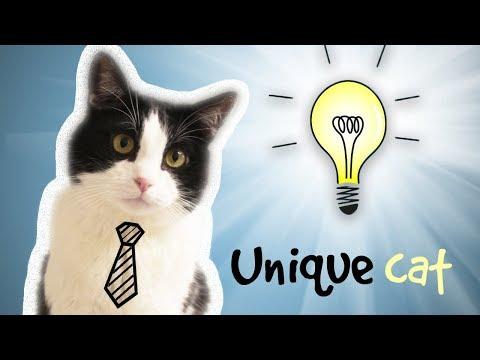 CAT WHO…  CAN DO INCREDIBLE THINGS VIDEO !!