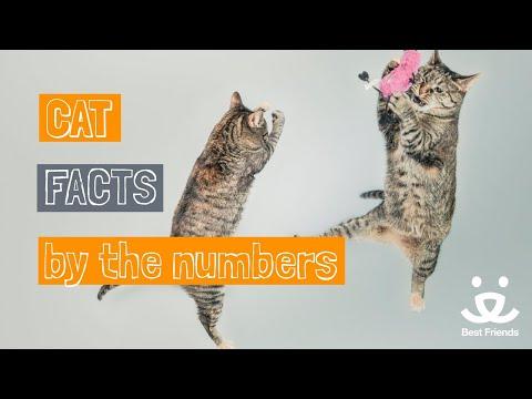 Do you know these 4 facts about cats?
